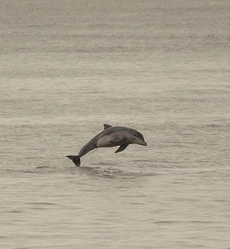 Grupo de Golfinhos aparece durante esta quarta-feira (8) em Balneário Camboriú