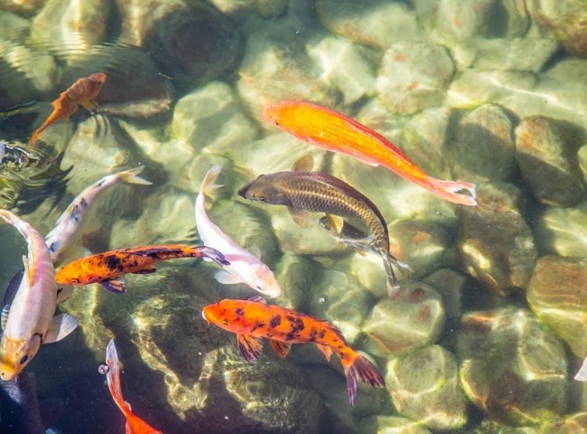 Apartamento 4 dormitórios Brava Home Resort, Praia Brava - Itajaí